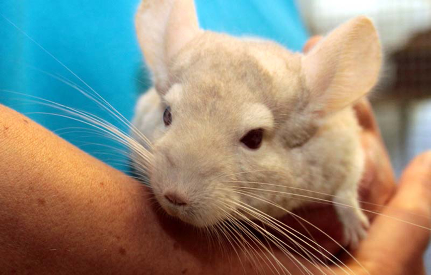 Chinchilla-Prinz-auf-Arm-Trauriges Lesch – ein kleiner Freund hat uns verlassen