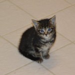 DSC_0092-150x150 Tag der offnenen Tür im Tierheim Wollaberg