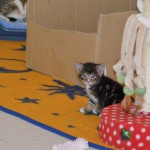 DSC_0094-150x150 Tag der offnenen Tür im Tierheim Wollaberg