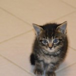 DSC_0096-150x150 Tag der offnenen Tür im Tierheim Wollaberg