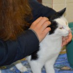 DSC_0098-150x150 Tag der offnenen Tür im Tierheim Wollaberg