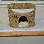 DSC_0101-150x150 Tag der offnenen Tür im Tierheim Wollaberg