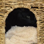 DSC_0102-150x150 Tag der offnenen Tür im Tierheim Wollaberg