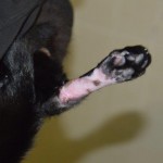 DSC_0103-150x150 Tag der offnenen Tür im Tierheim Wollaberg