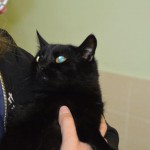 DSC_0104-150x150 Tag der offnenen Tür im Tierheim Wollaberg