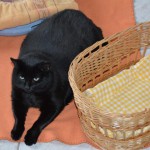 DSC_0108-150x150 Tag der offnenen Tür im Tierheim Wollaberg