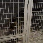 DSC_0110-150x150 Tag der offnenen Tür im Tierheim Wollaberg