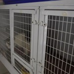 DSC_0111-150x150 Tag der offnenen Tür im Tierheim Wollaberg