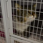 DSC_0112-150x150 Tag der offnenen Tür im Tierheim Wollaberg