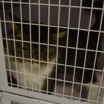 DSC_0113-150x150 Tag der offnenen Tür im Tierheim Wollaberg