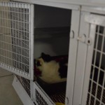 DSC_0114-150x150 Tag der offnenen Tür im Tierheim Wollaberg