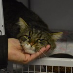 DSC_0118-150x150 Tag der offnenen Tür im Tierheim Wollaberg