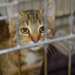 DSC_0120-150x150 Tag der offnenen Tür im Tierheim Wollaberg