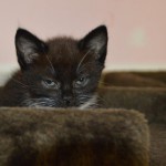 DSC_0122-150x150 Tag der offnenen Tür im Tierheim Wollaberg