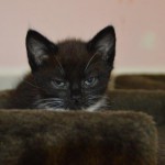 DSC_0123-150x150 Tag der offnenen Tür im Tierheim Wollaberg