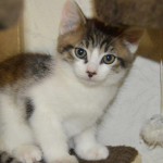 DSC_0125-150x150 Tag der offnenen Tür im Tierheim Wollaberg