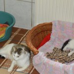 DSC_0126-150x150 Tag der offnenen Tür im Tierheim Wollaberg