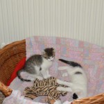 DSC_0127-150x150 Tag der offnenen Tür im Tierheim Wollaberg