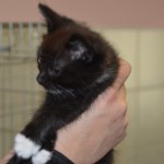 DSC_0128-150x150 Tag der offnenen Tür im Tierheim Wollaberg