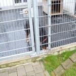 DSC_0133-150x150 Tag der offnenen Tür im Tierheim Wollaberg