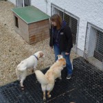 DSC_0162-150x150 Tag der offnenen Tür im Tierheim Wollaberg