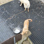 DSC_0163-150x150 Tag der offnenen Tür im Tierheim Wollaberg