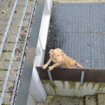 DSC_0165-150x150 Tag der offnenen Tür im Tierheim Wollaberg