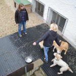 DSC_0167-150x150 Tag der offnenen Tür im Tierheim Wollaberg