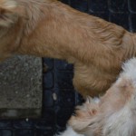 DSC_0169-150x150 Tag der offnenen Tür im Tierheim Wollaberg