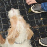 DSC_0170-150x150 Tag der offnenen Tür im Tierheim Wollaberg