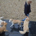 DSC_0171-150x150 Tag der offnenen Tür im Tierheim Wollaberg