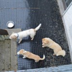 DSC_0176-150x150 Tag der offnenen Tür im Tierheim Wollaberg