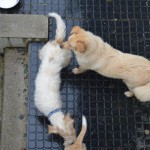 DSC_0177-150x150 Tag der offnenen Tür im Tierheim Wollaberg