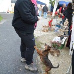 DSC_0209-150x150 Tag der offnenen Tür im Tierheim Wollaberg