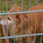 DSC_0227-150x150 Tag der offnenen Tür im Tierheim Wollaberg