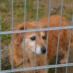 DSC_0228-150x150 Tag der offnenen Tür im Tierheim Wollaberg