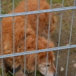 DSC_0229-150x150 Tag der offnenen Tür im Tierheim Wollaberg