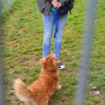 DSC_0244-150x150 Tag der offnenen Tür im Tierheim Wollaberg