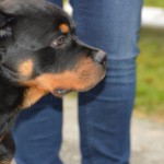 DSC_0300-150x150 Tag der offnenen Tür im Tierheim Wollaberg