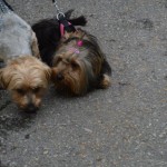 DSC_0302-150x150 Tag der offnenen Tür im Tierheim Wollaberg