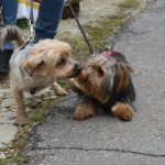 DSC_0303-150x150 Tag der offnenen Tür im Tierheim Wollaberg