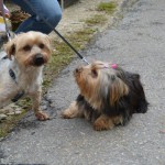 DSC_0304-150x150 Tag der offnenen Tür im Tierheim Wollaberg