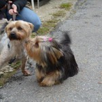 DSC_0305-150x150 Tag der offnenen Tür im Tierheim Wollaberg