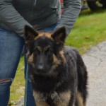 DSC_0309-150x150 Tag der offnenen Tür im Tierheim Wollaberg