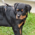 DSC_0313-150x150 Tag der offnenen Tür im Tierheim Wollaberg