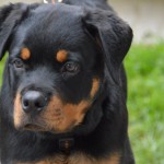 DSC_0315-150x150 Tag der offnenen Tür im Tierheim Wollaberg