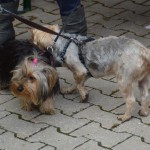 DSC_0361-150x150 Tag der offnenen Tür im Tierheim Wollaberg