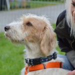 DSC_0410-150x150 Tag der offnenen Tür im Tierheim Wollaberg