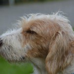 DSC_0411-150x150 Tag der offnenen Tür im Tierheim Wollaberg