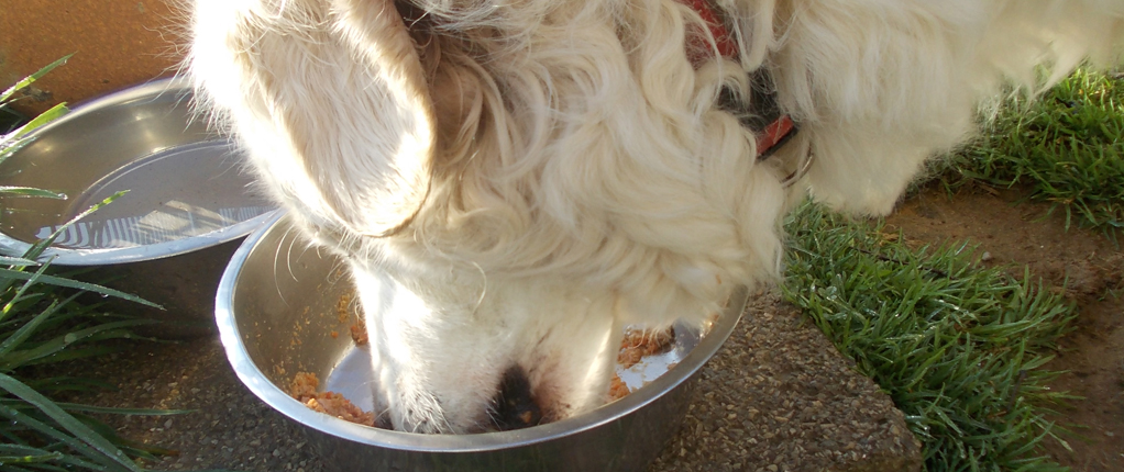 Hundefuettern Wie füttere ich meinen Hund richtig?
